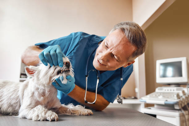 Best Emergency Care for Gum Disease in Lost Hills, CA